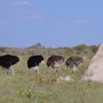 Autruches-Etosha-Namibie-2013