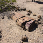 Bois petrifie-Twyfelfontein-Namibie-2013