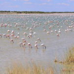 Flamands roses-Etosha-Namibie-2013