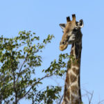 Girafe-Etosha-Namibie-2013