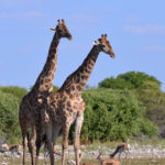 Girafes-Etosha-Namibie-2013