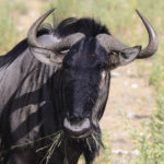 Gnou-Etosha-Namibie-2013