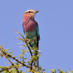 Guepier-Etosha-Namibie-2013