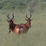 Heartbeast-Namibie-2013