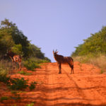 Hippotrague-Namibie-2013