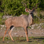 Koudou Male-Namibie-2013
