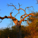 Lever de Soleil-Namibie-2013
