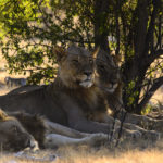 Lions-Etosha-Namibie-2013