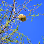 Nid de Tisserand-Windhoek-Namibie-2013