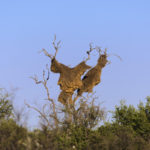 Nid de tisserin-Etosha-Namibie-2013