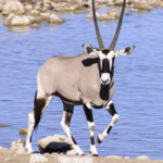 Oryx-Etosha-Namibie-2013