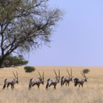 Oryx-Namib Park-Namibie-2013