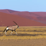 Oryx-Sossusvlei-Namibie-2013