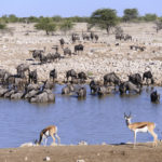 Point d'eau-Etosha-Namibie-2013