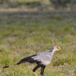 Serpentaire-Etosha-Namibie-2013