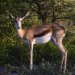 Springbok-Etosha-Namibie-2013