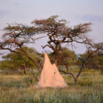 Termitiere-Etosha-Namibie-2013