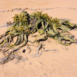 Welwitschia-Namibie-2013
