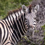 Zebre de Burshell-Etosha-Namibie-2013
