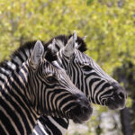 Zebres de Burshell-Etosha-Namibie-2013
